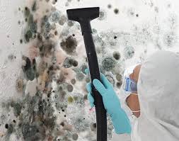 Why You Should Choose Our Mold Remediation Services in Seminole, FL